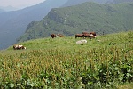 I pascoli dell'Alpe Pian di Via......